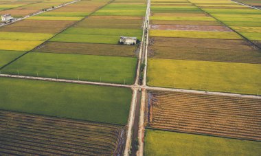 Sağlıklı ve vejetaryen yemek için organik pirinç bitkileri ile Asya kırsal güzel bir manzara uçan drone hava fotoğrafı. 