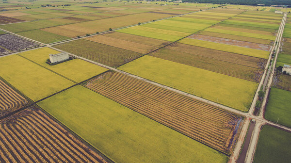 Aerial photo from flying drone of a beauty nature scenery with farm with cultivation of grain rice or millet crops.