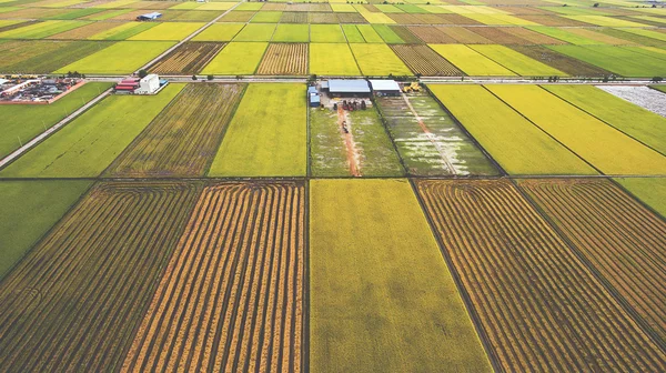 Foto aérea del dron volador de edificios agrícolas en el campo cerca de campos verdes con tierra sembrada con grano . — Foto de Stock