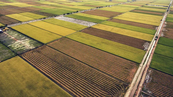 Аерофотозйомка з літаючої безпілотника зеленої рисових полів з посівами в сільській місцевості в літній сезон. Урожай з натуральної їжі в районі Таїланду. — стокове фото