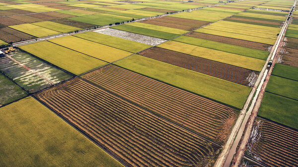 Аэрофотосъемка с летающего дрона зеленого рисового поля с посевами в сельской местности в летний сезон. Урожай натуральных продуктов в Таиланде
.