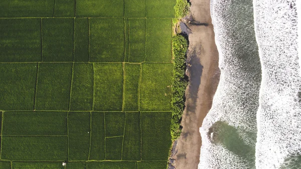 화창한 여름 날에 아름 다운 아시아 섬 녹색 쌀 필드와 놀라운 푸른 바다 잔잔한 파도 함께 무인 항공기 비행에서 상위 뷰 항공 사진. — 스톡 사진