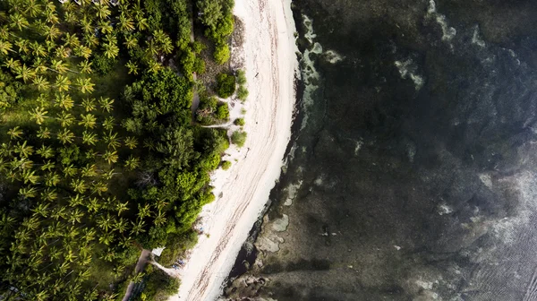 Felülnézet légi drone fotó a lenyűgöző tenger partján korallzátony alsó és trópusi pálma fák dzsungel. — Stock Fotó