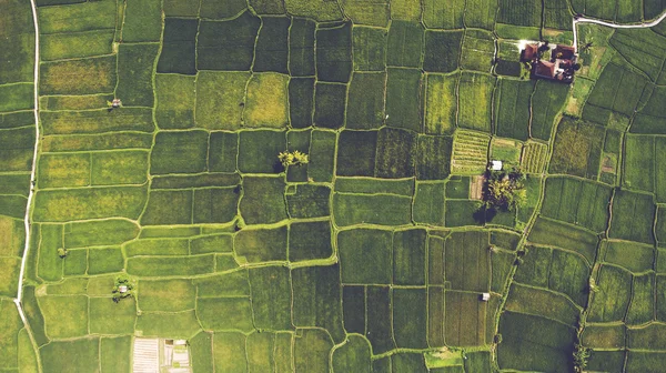 Il metodo tradizionale per la coltivazione del riso con inondazione dei campi dopo la posa di giovani piantine — Foto Stock