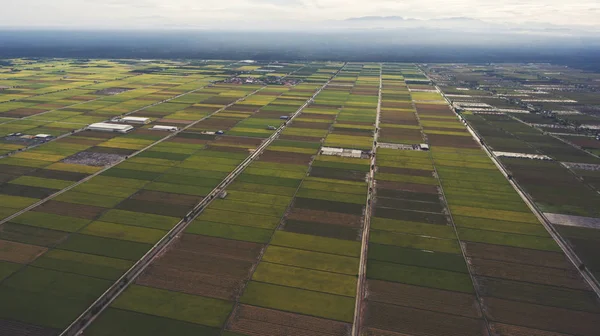 Campo di risaie in Thailandia campagna — Foto Stock