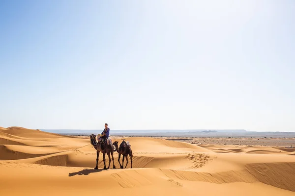 Caravan One Person Two Camels Summer Sahara Getting Breathtaking International — Stock Photo, Image