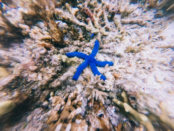 Coral reef of seabed with blue starfish on it, snorkeling hobby for exploring wild aquatic life in crystal oceania water during Indonesian adventure underwater tour, concept of travel and tourism