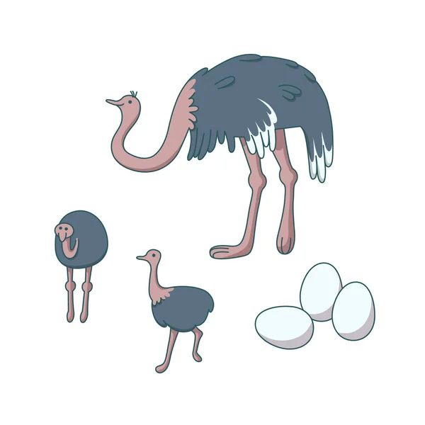 Familia avestruz. Granja de animales con aves grandes. Ilustración vectorial — Vector de stock