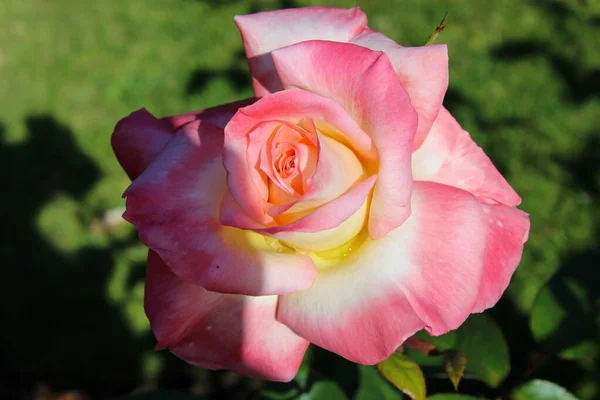 Güzel pembe bir gül Vancouver Adası