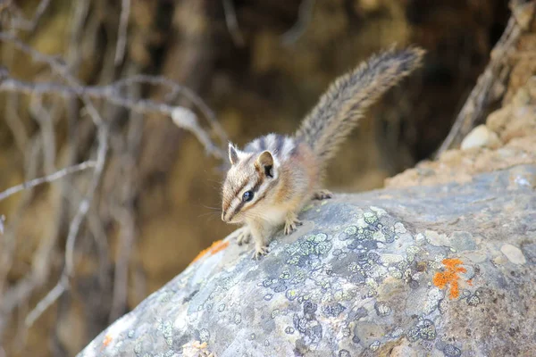 Louise gölündeki bir kayanın üzerindeki sincap.