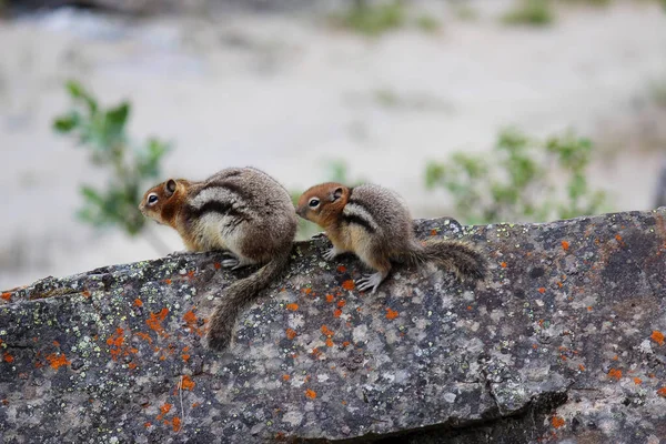 Bir taşın üzerindeki iki sincap