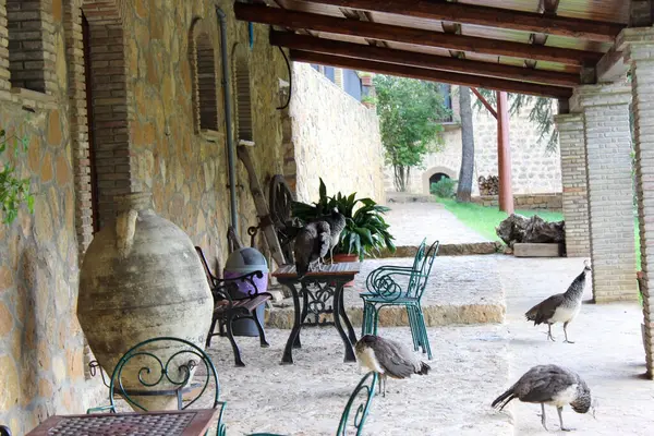 Sicilya 'da güzel tavus kuşlarıyla manzara