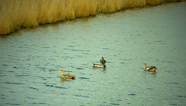 Ördekler ve Mısırlı kaz hendekte yüzer