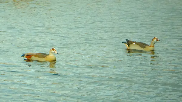 Kanadalı kaz hendekte