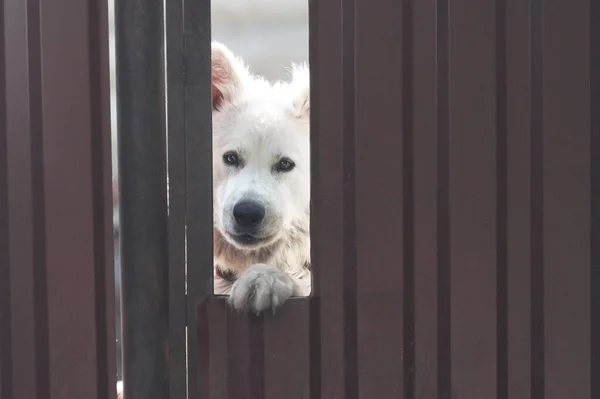 Ein Weißer Hund Bewacht Das Haus — Stockfoto