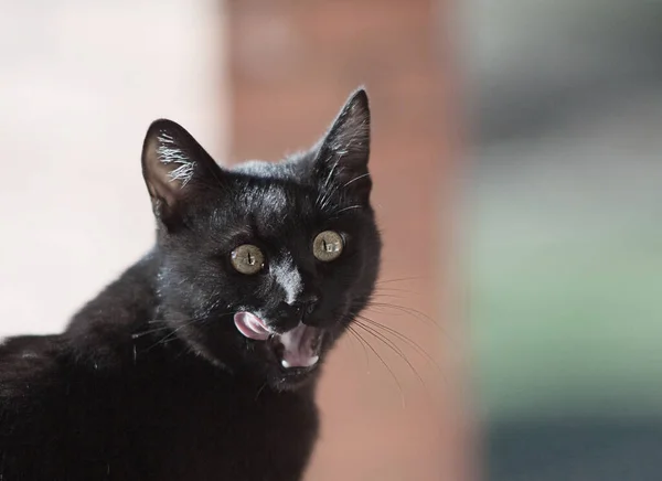 Black Stray Cat Blurry Background — Stock Photo, Image
