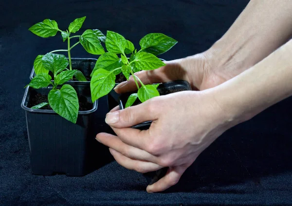 Cuidado Las Plántulas Antes Plantar Jardín —  Fotos de Stock