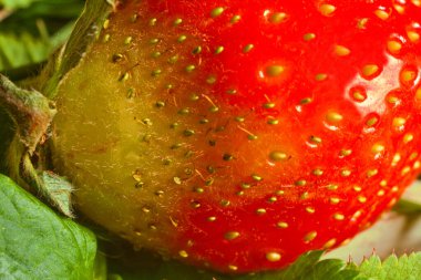 Taze çilek makro fotoğraf, yakın plan.