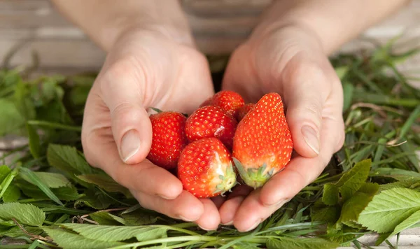 손바닥의 딸기가익어 감싼다 — 스톡 사진