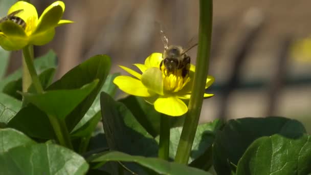 Abeille miel volant autour des fleurs de chèvrefeuille printemps gros plan abeille occupée — Video