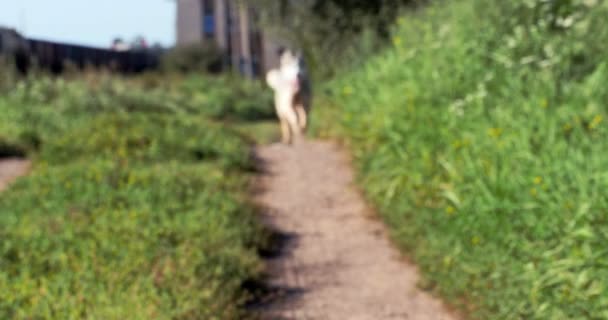 Хаскі собака йде стежкою 4k — стокове відео