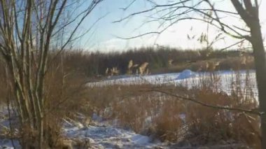 Buz ve kar Gölü ile kış manzara - karla kaplı orman küçük ağaçları ile kaplı. Bir soğuk kış günü.