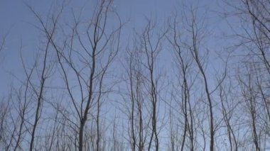 Buz ve kar Gölü ile kış manzara - karla kaplı orman küçük ağaçları ile kaplı. Bir soğuk kış günü.