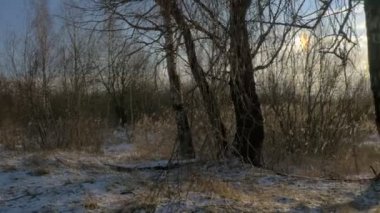 Buz ve kar Gölü ile kış manzara - karla kaplı orman küçük ağaçları ile kaplı. Bir soğuk kış günü.