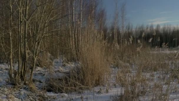 Paisaje invernal - bosque cubierto de nieve con pequeños árboles cubiertos de hielo y lago de nieve. Un frío día de invierno . — Vídeos de Stock