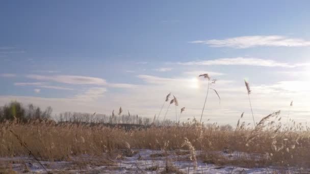 Közönséges nád (Phragmites australis), télen a hó. Kora tavasszal, Lettország. — Stock videók