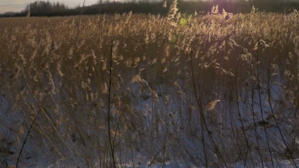 일반적인 리드 (Phragmites australis) 눈 겨울에서. 라트비아에서 이른 봄. — 비디오