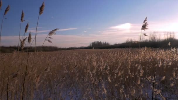 Загальні Рід (очерет звичайний australis) взимку зі снігом. Рання весна в Латвії. — стокове відео