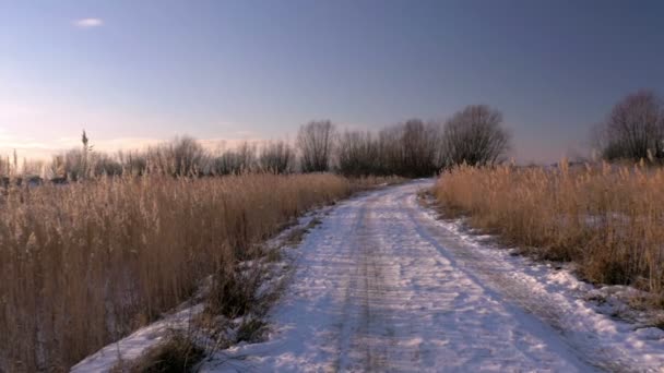 일반적인 리드 (Phragmites australis) 눈 겨울에서. 라트비아에서 이른 봄. — 비디오