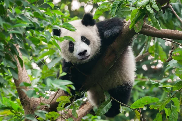 Dev panda ağaca tırmanıyor.