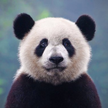 Sevimli dev panda