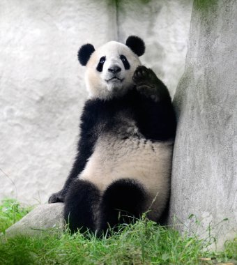 Sevimli dev panda