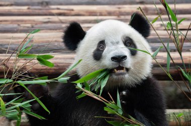 Sevimli dev panda