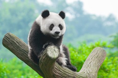 Sevimli dev panda