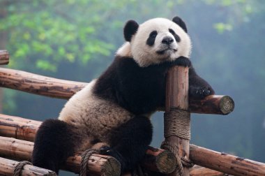 Sevimli dev panda