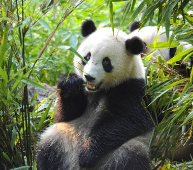 Sevimli dev panda