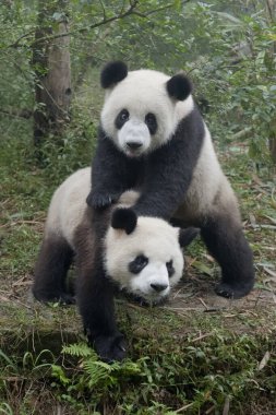 Sevimli dev panda