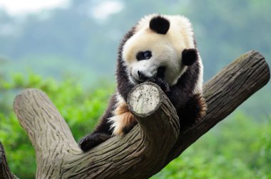 Sevimli dev panda