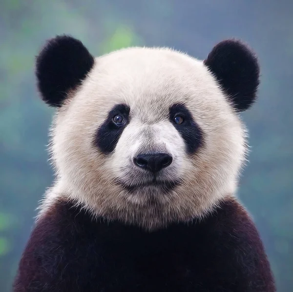 Aranyos Óriás Panda Medve — Stock Fotó