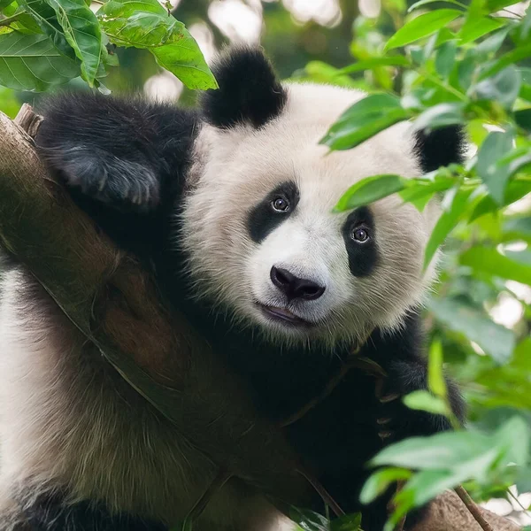 Sevimli dev panda