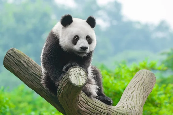 Sevimli dev panda