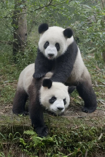 Niedlicher Riesenpandabär — Stockfoto