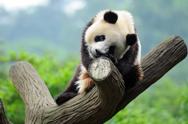 Sevimli dev panda
