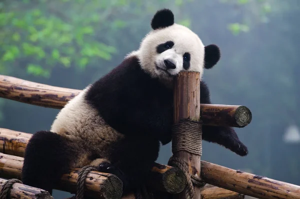 Cute Giant Panda Bear — Stock Photo, Image