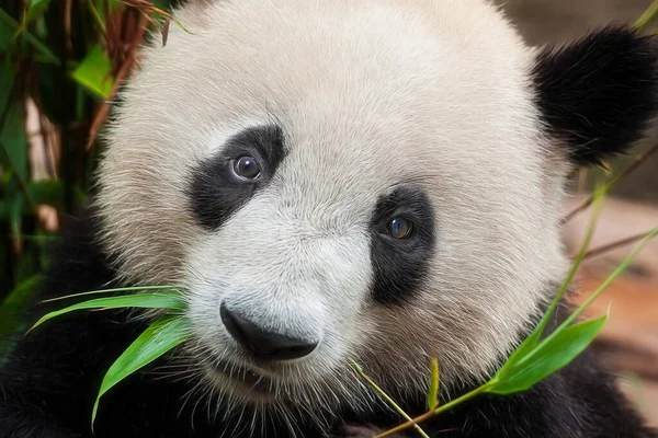Sevimli dev panda