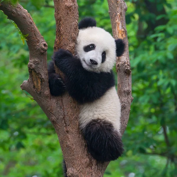 Słodkie Gigant Panda Niedźwiedź — Zdjęcie stockowe
